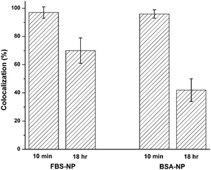 Colocalization of NP and AF647 signals for FBS–NPs and BSA–NPs at 10 minutes and 18 hours after addition to cells. The cells were fixed in 4% formaldehyde at the 18 hour time point. Error bars represent the standard deviation of 9–11 cells with an average of 69 NPs/cell. Representative images for both FBS and BSA are shown in Fig. S5 (ESI).