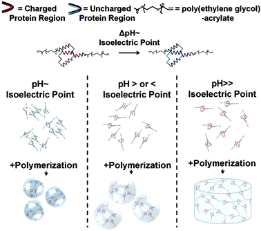 Schematic representation of the hypothesized effect of pH on protein aggregation and hydrogel microsphere formation. The protein-polymer conjugates form dense aggregates and small microspheres when pH ∼ protein's pI (left). The conjugates form less dense aggregates and form larger microspheres when pH is > or < protein's pI (middle). When pH ≫ protein's pI, the protein-polymer conjugates do not aggregate and form a macroscopic hydrogel disk (right).