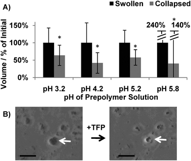 Effect of the PIPA microsphere processing approach on protein activity. (A) Quantification of PEG-CaM-PEG microspheres' ligand-induced volume changes. * denotes a significant difference compared to swollen microspheres. ANOVA p < 0.05 (n > 500 microspheres). (B) Micrographs of microspheres that were formed at pH 5.8 before and after exposure to a CaM-specific ligand, TFP. Scalebar denotes 10 μm.