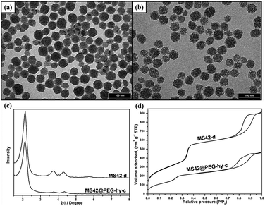 
          TEM images of surfactant-free (a) MS42-d and (b) MS42@PEG-hy-c NPs. (c) XRD patterns of surfactant-free MS42-d and MS42@PEG-hy-c NPs. (d) N2 adsorption–desorption isotherms of surfactant-free MS42-d and MS42@PEG-hy-c NPs.