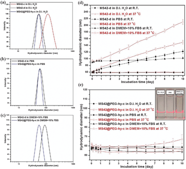 Hydrodynamic size distribution of 1 mg mL−1 MS-42-c, MS42-d, and MS42@PEG-hy-c NPs measured by DLS at RT in various media: (a) D.I. H2O, (b) PBS, and (c) DMEM + 10%FBS. Long-term colloidal stability of (d) MS42-d and (e) MS42@PEG-hy-c NPs in various media at RT and 37 °C. Data represent mean ± SD from three independent experiments. Inset: a photograph of MS42@PEG-hy-c colloidal solutions after 10-day aging in D.I. H2O, PBS, and DMEM + 10%FBS at 37 °C.