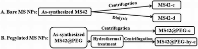 Preparation flowchart of bare and pegylated MS NPs: MS42-c, MS42-d, MS42@PEG-c, and MS42@PEG-hy-c.