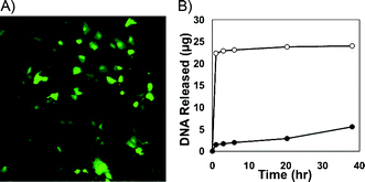 (A) Fluorescence micrograph (10×) of COS-7 cells (>95% confluent) treated with DNA released from a (1/PAA/1/DNA)4 film incubated in PBS for 3 h (see text and Supp. Info. for details). (B) Plot showing the release of DNA for (LPEI/DNA)8 films (●) and (LPEI/PAA/LPEI/DNA)4 films (○) incubated in PBS at 37 °C.