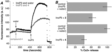 Compounds 3 and 4 inhibit IICR. (A) A representative trace obtained from sea urchin egg homogenate loaded with the fluorescent Ca2+ dye Fluo-3. Application of InsP3 (400 nM) evokes an increase in fluorescence due to Ca2+ release from InsP3Rs (black trace). Application of compound 4 (5.00 mM) alone does not cause Ca2+ release, however, application of InsP3 (400 nM) in the presence of 4 evokes significantly reduced Ca2+ release, demonstrating that 4 is an InsP3R antagonist (grey trace). (B) A comparison of the Ca2+ release evoked by InsP3 alone and in the presence of compound 3 or compound 4. The Ca2+ release caused by InsP3 (400 nM) alone is taken as 100% (top bar). When InsP3 (400 nM) and compound 3 (1.67 mM) were applied to the sea urchin egg homogenate, a smaller increase in fluorescence (63%, n = 4) was observed (middle bar), consistent with reduced Ca2+ release from InsP3Rs. When InsP3 and compound 4 (5.00 mM) were applied a similarly reduced increase in fluorescence was seen (42%, n = 4, bottom bar). These data show that both 3 and 4 are acting as InsP3R antagonists. Error bars show SEM.