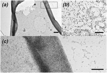 
          TEM of (a) polymer film self assembled from 3, 5 and CB[8], (b) mixture of 4, 5 and CB[8], and (c) expansion of rectangle in (a); scale bars: (a) 500 nm, (b) 100 nm, (c) 200 nm.