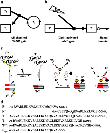 (a) Chemical NAND gate simulated to operate within a ternary replication network. In this example the NAND logic controls replication of the peptide T3, using T1 and E2, the starting material that produces T2, as inputs. The two inputs serve as ‘observers’ when each is introduced alone, while introduction of both diverts the network towards production of T2 and dismisses the replication of T3.9 (b) NAND gate based on light-induced replication AND operation, for which the output response to each inputs combination is inverted to produce the NAND. (c) Coiled coil replication NAND gate, based on the general configuration shown in (b), see text for detailed explanation of the design and characterization. (d) Names and sequences of peptides used in this study. Abz = 2-amino benzoic acid, Y(NO2) = 3-nitrotyrosine, Nvoc = 6-nitroveratryloxycarbonyl, Ar = 4-acetamido benzoic acid (ABA), Ac = acetyl, R = CH2–CH2–NH–CO–CH3.