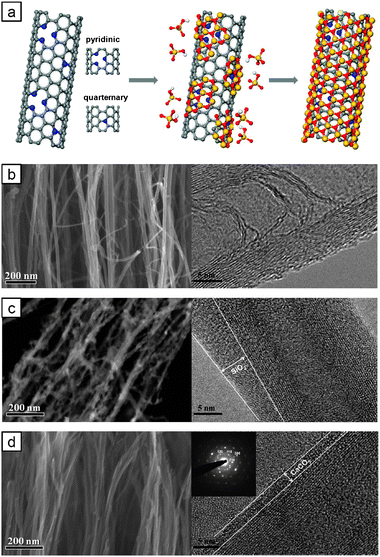 (a) Biomimetic mineralization of NCNTs. N-Doping sites act as nucleation sites. SEM (left) and TEM (right) images of (b) NCNTs, (c) SiO2 coated NCNTs and (d) CaCO3 coated NCNTs.