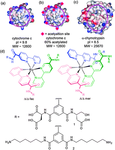 Structures and proteins used in this study (a) cyt c (b) acetylated cyt c (c) α-chymoytrypsin (d) compounds 1 and 2.