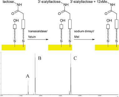 Enzymatic sialylation of immobilised lactoside on gold surfaces and MALDI ToF MS analysis after permethylation (A: m/z 1474, permethylated sialyl lactoside; B: m/z 1545, heterodimer of starting material lactoside with 8; C: m/z 1906, heterodimer of permethylated sialyl lactoside with 8).