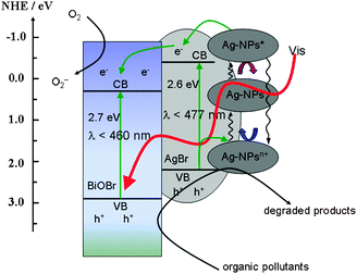 Schematic photocatalytic reaction process and charge transfer of the Ag/AgBr/BiOBr hybrid under visible light illumination.