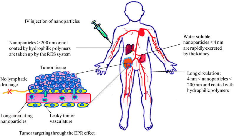 Schematic illustration of biodistribution of intravenously injected nanoparticles showing nanoparticles accumulation in tumors due to the EPR effect, nanoparticles uptake by the RES system, and nanoparticles excretion by the kidney.