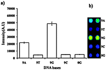 (a) A graph representing the effect of 9 consecutive DNA bases in the oligonucleotide probe on the immobilization of probes on the AMCA slides. (b) Fluorescence map obtained by immobilization of Probe3 (9A), Probe5 (9T), Probe1 (9G), Probe4 (9C), and Probe6 (0G) after the hybridization with Cy5-T1, PMT gain = 48.