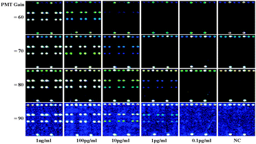 
          Fluorescence images for the detection of CRPAg (on the Lane 3) and PSAAg (on the Lane 5) with concentrations of 0.1 pg ml−1–1 ng ml−1 at different PMT gains.