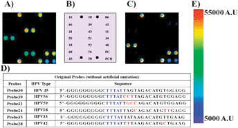 (A) Fluorescence image after the hybridization of the immobilized probes (Probe23–Probe41) with the Cy5 labeled PCR product of HPV45, (B) depicts the scheme for the immobilization of the probes (Probe23–Probe41) to obtain Pre-HPV 9G DNAChips. (C) Fluorescence image after the hybridization of immobilized probes (Probe23–Probe41) with the Cy5 labeled PCR product of HPV33, (D) a table depicting the sequences of the probes, (E) fluorescence scale, PMT gain = 48.