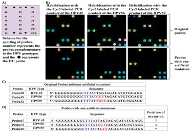 (A) Depicts the scheme for the immobilization of the probes (Probe60–Probe78) to obtain HPV 9G DNAChips, (B) fluorescence image after the hybridization with the Cy5 labeled PCR product of HPV45, HPV56, and HPV59 (top: probes without mutation, bottom: probes with one artificial mutation), (C) and (D) depict the sequences of the probes without artificial mutation and with artificial mutation, respectively, PMT gain = 48.