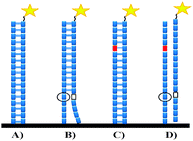 Hybridizations of the immobilized probes with the Cy5 labeled target DNAs. (A) Original probe–target specific hybridization, (B) original probe–target non-target hybridization, (C) original probe (with one artificial mutation)-target specific hybridization, (D) original probe (with one artificial mutation)–target no non-target hybridization.
