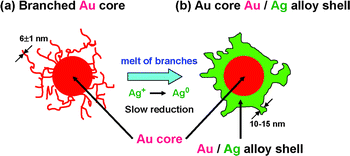 
          Growth mechanism of Au@Au/Ag nanostructure from branched Au core by the addition of AgNO3 under oil-bath heating at 140 °C for 3 h.