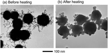 
          TEM images of (a) Au particles with long branches and (b) Au particles obtained after heating at 140 °C in DMF for 3 h without the addition of AgNO3.