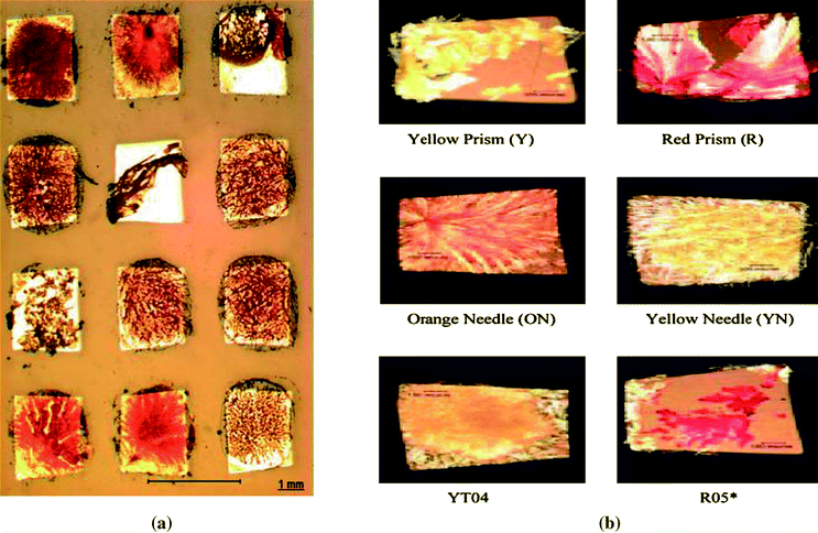 (a) A microscope image showing an array of gold islands with a dimension of 725 μm with ROY crystals on them and (b) different forms of ROY crystallized on 725 μm islands.64