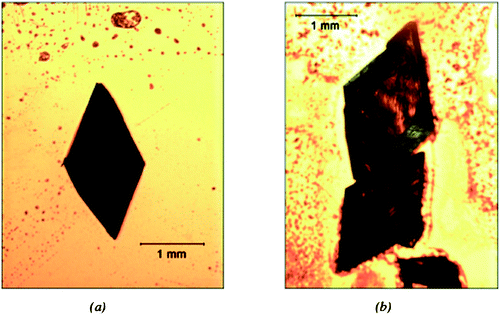 
          l-enantiomer crystals obtained on a (a) l-glutathione chiral monolayer and (b) N-acetyl-l-cysteine chiral monolayer.
