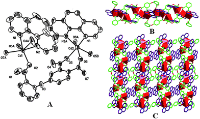 (A) The ORTEP diagram of coordination environment for Cd(ii) atoms in 1 (the 30% probability level), all hydrogen atoms and water molecules have been omitted for clarity. (B) An infinite 1D chain composed of trinuclear subunits. (C) 2D supramolecular network via intermolecular π–π interaction.