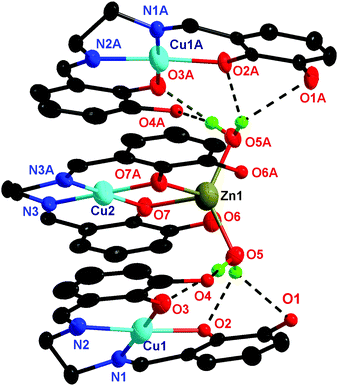 Crystal structure of [{CuIILZnII(H2O)2}{CuIIL}2](ClO4)2 (1). Thermal ellipsoids: 90% for Cu; 95% for Zn; 50% for C; 60% for N and O; 10% for H. Hydrogen atoms, except those of water molecules, are omitted. The perchlorate anions and the ethoxy carbon atoms are also not shown for clarity. Symmetry code: A, −x, y, 0.5 − z.