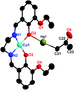 Crystal structure of [CuIILHgII(CH2COCH3)](ClO4) (3). Thermal ellipsoids: 94% for Cu; 99% for Hg; 85% for C, N and O. Hydrogen atoms and the perchlorate anions are not shown for clarity.