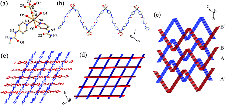 (a) The molecular structure of 3 showing the local coordination geometry around the metal center. (b) Perspective view of the 1D coordination polymeric strand. (c) 1O/2U interwoven 2D network. (d) Top view of the schematic representation of the 1O/2U cloth-like sheet. (e) Schematic representation of the 3D network in 3.