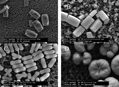 
          Barium sulfate particles formed in the presence of p-phosphonatocalix[4]arene 2 at concentrations of (A) 0.003 µM, (B) 0.0034 mM, (C) 0.0067 mM, and (D) 0.0134 mM.