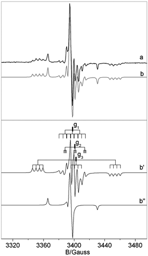Experimental (a) and computer simulated (b) spectrum recorded for a NB6-6 sample. Lines b′ and b′′ are the traces of the two species introduced in the computation which determine the simulated trace in b. Notice that the shoulder present in spectrum b′ (due to the small N hyperfine coupling in the direction of g2) overlaps in the whole spectrum with the B hyperfine lines.