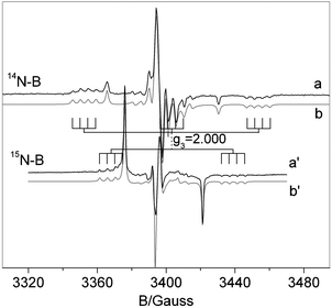Experimental (a,a′) and computer simulated (b,b′) spectra recorded for NB6-6 (a) and 15NB6-6 (a′) samples.