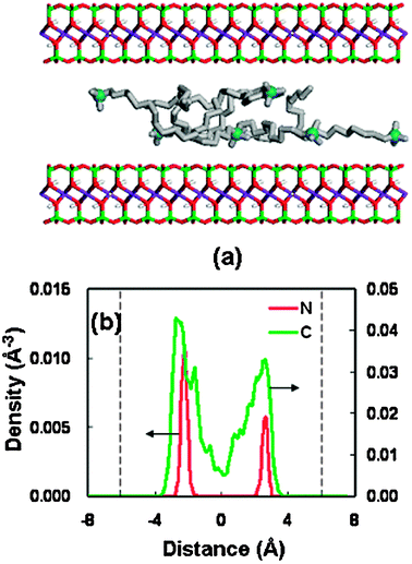 (a) Snapshot of the structure at a basal spacing of 18.56 Å for OM. The color code is the same as Fig. 3(a). (b) Density distributions of the surfactant at a basal spacing of 18.56 Å (nitrogen in red, alkyl chain in green); the dashed line represents the silicate surface.