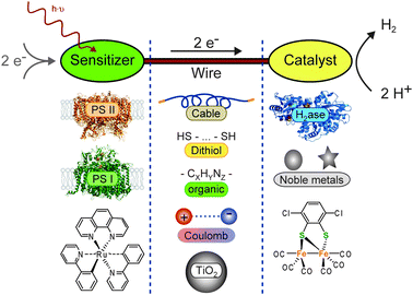 Systems for light-driven hydrogen production can be described as a construction kit including various sensitizers and catalysts, which can be linked through different wires. The basic principle and (some) possible components are shown: (left column, sensitizers) photosystem II (PS II, PDB-ID: 1S5L), photosystem I (PS I, PDB-ID: 1JB0), Ru(bpy)3; (central column, wires) solid cable, dithiol, organic, Coulomb interaction, TiO2 particle; (right column, catalysts) hydrogenase (H2ase, PDB-ID: 1FEH), noble metal particles (nanoparticles as circles, colloidals as star), Fe2 complex.