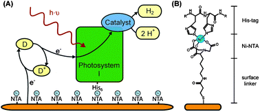 (A) Schematic view of photosystem I immobilized on a chemically-modified solid electrode. Electrons are provided to the photosystem by a soluble electron donor (D). The oxidized form (D+) diffuses to the surface and is electrochemically re-reduced. In this example, the electrons are directly transferred to the catalyst, which is bound to photosystem I, where protons are reduced to molecular hydrogen. (B) Chemical structure of the Ni-NTA-terminated surface with the His-tag of the protein ligating the Ni2+.