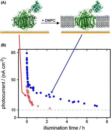 (A) A fusion protein of PS I and a hydrogenase catalyst is immobilized on a modified gold electrode.16 Upon addition of dimyristoyl-phosphatidylcholine (DMPC) and slowly removing the detergent a lipid bilayer forms around PS I. (B) The photocurrents of detergent-stabilized (as isolated) PS I (open circles) and lipid bilayer-stabilized PS I (full circle) are plotted versus illumination time.