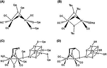 (A) Active site of [NiFe]-hydrogenases in the CO-inhibited state. The four cysteine (S–Cys) ligands connect the cluster to the protein scaffold. (B) Selected biomimetic model complex of the [NiFe]-active site.48 tBu abbreviates the tert-butyl substituent. (C) H-cluster of [FeFe]-hydrogenases. (D) Example for a biomimetic model of the H-cluster. SR denotes a tripodal chelating ligand.51