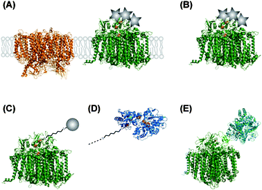 Different coupled systems between PS I and proton reducing catalysts. Metal nanoparticles are illustrated as grey circles, colloid particles as grey stars. (A) Thylakoid membranes are modified by precipitation of metallocatalysts (platinum or osmium). PS II (left) is included as an example for other membrane proteins within the thylakoid membrane. (B) Isolated PS I is metallized by precipitation of Pt or Os. (C) Au or Pt nanoparticles are connected to the terminal FB cluster of PS I by a molecular wire (e.g.1,6-hexanedithiol). For the sake of clarity, the molecular wire is not scaled to the same dimension as the proteins. (D) Molecular wires are also used to connect PS I to the distal cluster of hydrogenases. (E) A hydrogenase is genetically fused to the PsaE subunit of PS I.