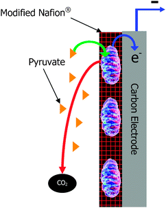 Schematic of a mitochondrial bioanode.