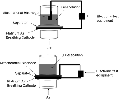 Fuel cell test setups. (Top) literature based fuel cell test setup for mitochondria-based biofuel cells, in which the bioanode is separated from the cathode by a space filled with fuel solution. (Bottom) membrane electrode assembly (MEA) style fuel cell test setup where anode and cathode are only separated by the separator.