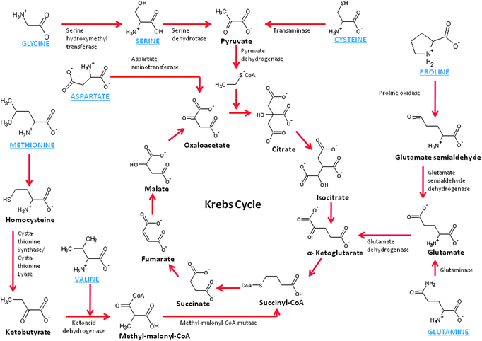Schematic of the chemistry of amino acid metabolism.