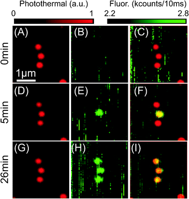 Photothermal (A, D, G) and corresponding fluorescence (B, E, H) raster scan images simultaneously obtained on 20 nm diameter gold NPs on glass surface in glycerol. (C, F, I) shows the overlap of the two signals. Time-marks next to each row indicate the time since the start of the experiment. Vertical lines (along fast scan axis) in fluorescence images originate from diffusing fluorescent impurities in glycerol. There is no detectable fluorescence observed from single NPs in (B), while (E) demonstrates bright fluorescence from the treated central NP (Fig. 2A) and others remain non-fluorescent. Finally all three nanoparticles have been made fluorescent, as shown in (H). Experimental parameters for raster scans are Pheat = 0.26 mW and Pprobe = 40 mW at the sample, Δt = 1 ms, ΔTsurf due to heating light (532 nm) is about 23 K.