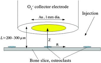 Schematic of the experiment to detect superoxide at osteoclasts. The Au disc collector electrode is modified with cytochrome c and is mounted on a vertical positioning stage under stepper-motor control (not shown). L is the distance between the electrode and the bovine cortical bone slice on which the cells are cultured. The typical osteoclast diameter is 50 μm. The various stimulants were injected by micropipette close to the electrode/bone gap.