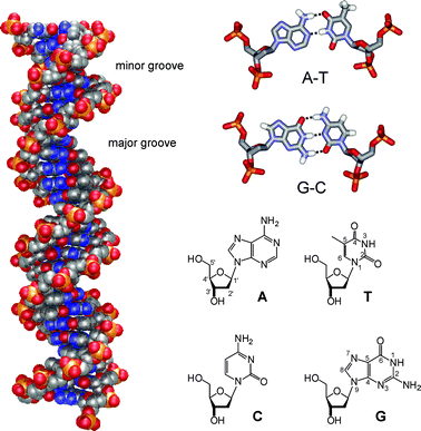 Left: structure of B-type DNA duplex; right: A–T and G–C base-pairs and numbered structures of the four nucleosides, deoxyadenosine, thymidine, deoxycytidine and deoxyguanosine.