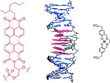 Structure of perylene subunit (left) as base surrogate; schematic view of DNA double helix (middle) with central nucleobases replaced with alternating perylene moieties;45 ligated DNA strand obtained by DNA templated metal compex formation (right).29 Copyright Wiley-VCH Verlag GmbH & Co. KGaA. Reproduced with permission.