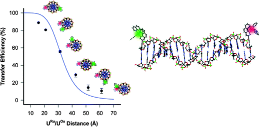 
          Base-pair separation of chromopores vs. FRET efficiency based on emission quenching of a ruthenium complex. Reprinted with permission from ref. 58. Copyright 2002 American Chemical Society.