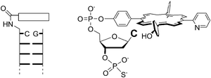 Principle of end-capping for increased DNA stability (left),21 and attachment of a porphyrin marker for induced CD spectroscopy (right).22