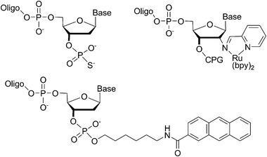 3′-End monothio phosphate, which can act as a nucleophile (top left);302′-amino substitution for post-synthetic functionalisation through imine-formation (top right),313′-amino modified DNA for introduction of carboxylic acid substituted functional groups (bottom).32