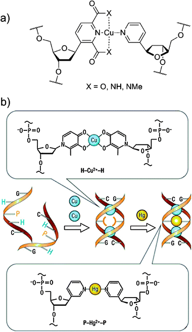 (a) A Cu(ii) mediated metallo-base-pair.39 (b) Schematic representations of Cu(ii) and Hg(ii) mediated metallo-base-pairs.41 The metal ions reside within the double helix itself, and the sequence can be precisely controlled during the DNA synthesis.We believe that the right-hand DNA strands depict the incorrect directionality of the DNA. The figures were redrawn or reprinted from the corresponding publications. Reprinted by permission from Macmillan Publishers Ltd:41 copyright 2006.