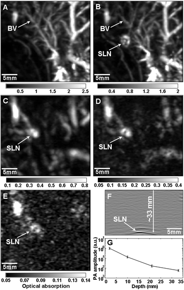 Depth capability of sentinel lymph node (SLN) mapping with gold nanocages for non-invasive in vivo breast cancer staging. Photoacoustic images taken (A) before and (B–E) after the injection: (A) control image; (B) 28 min; (C) 126 min with a layer of chicken breast tissue placed on auxillary region, total imaging depth was 10 mm; (D) 165 min with the second layer of chicken breast tissue, total imaging depth was 21 mm; (E) 226 min with the third layer of chicken breast tissue, total imaging depth was 33 mm. (F) Photoacoustic B-scan with 20 times signal averaging, showing the SLN located 33 mm deep. Memory of the acquisition system limited the record length in depth. (G) The amplitude variations of photoacoustic signals over imaging depths. Data were scaled down to 0 dB and normalized by the maximum. Error bar represents standard deviation. (F) Color bars represent the optical absorption. BV, blood vessel. Reproduced with permission from ref. 39, copyright 2009 American Chemical Society.