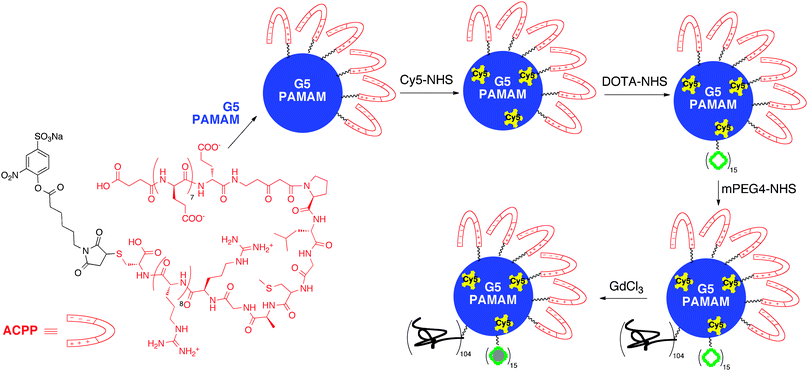 PAMAM dendrimer functionalized with activatable cell penetrating peptides and gadolinium contrast agents for targeted cancer imaging.